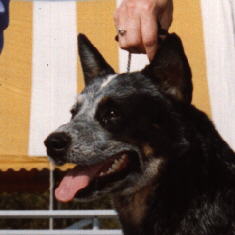 Head Study on Boomer